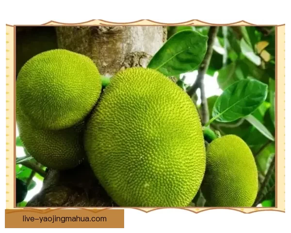 【官方认证】揭秘菠萝蜜在线官网进口路线：舌尖上的异域风情，触手可及的甜蜜之旅