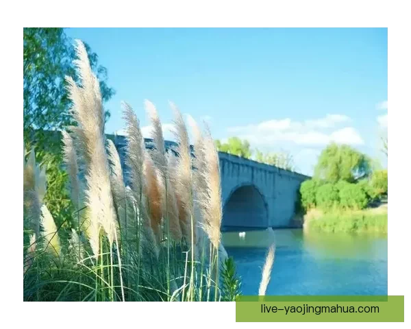 伊人草：风中摇曳的诗意，倾诉心底的柔情